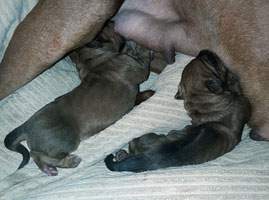 puppies new born